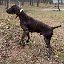 Huk - German Shorthaired Pointer