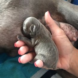 French Bulldog Puppies from Crooked C Ranch