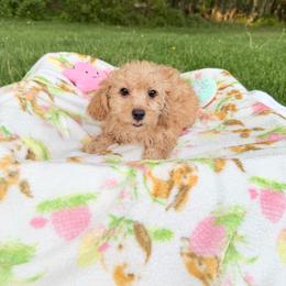 Lila - Brown female Maltipoo puppy in Mahwah, New Jersey from Awwws-n-Pawws