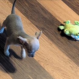 Single Wide Laverne - Blue and tan female Chihuahua puppy in Marianna, Florida from Garden Tub Chihuahuas