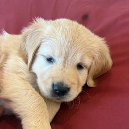 Ms. Purple - Golden female Golden Retriever puppy in Brentwood, California from Golden M Family Farms