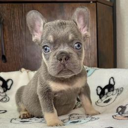 Prince - Tricolors male French Bulldog puppy in Colorado Springs, Colorado from Sun Mountain Frenchies