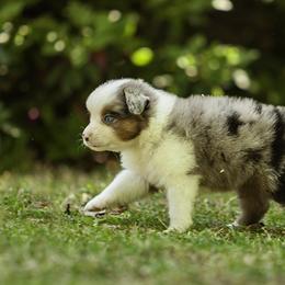Hemi - Blue merle male Miniature American Shepherd puppy in Franklinville, North Carolina from Fine Hill Miniature Americans