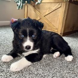Siberian Husky Puppies from Moonlight Siberian Huskies
