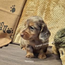 Neuhaus - 3,400 - Dapple male Dachshund puppy in Valdosta, Georgia from Flangel Dachshunds