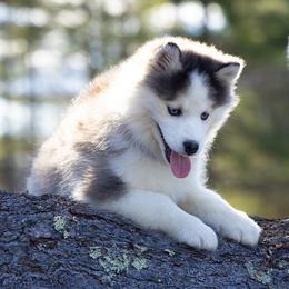 Lyric - Black and white male Pomsky puppy in Moultonborough, New Hampshire from Foxfire Arctic Spitz