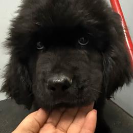 Jolly - Black male Newfoundland puppy in Saukville, Wisconsin from Crossroads Canines ~ Newfoundland Dogs