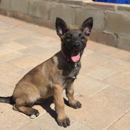Belgian Malinois Puppies from Artaks Home Malinois