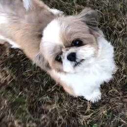 Alissa - Shih Tzu