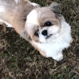 Alissa - Shih Tzu
