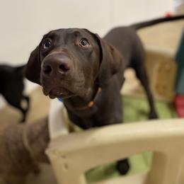 Labrador Retriever All Grown Up from Little River Labradors