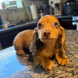 Ready Now (TINY) Partial Blue Eye Shaded Red Dapple Male - Dapple male Dachshund puppy in Horizon City, Texas from Micah's Minis
