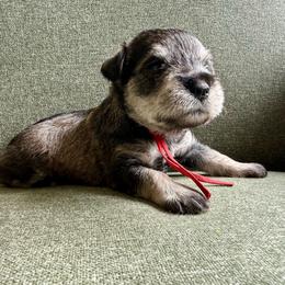 Rosie- AKC - Red - Salt and pepper female Miniature Schnauzer puppy in Wheeler, Wisconsin from Sue’s Miniature Schnauzers