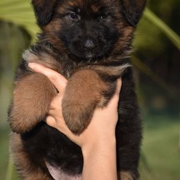 Minx - Black and red female German Shepherd puppy in Azle, Texas from Nuckol's Canines German Shepherds