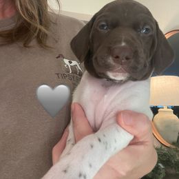 Waylon - Gray - White and liver male German Shorthaired Pointer puppy in Conroe, Texas from Tipsy Rabbit GSP TopDog Kennel
