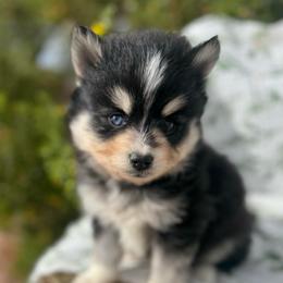 Ridge - Black and white male Pomsky puppy in Mesa, Arizona from Platinum Pomskies
