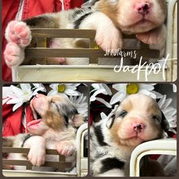 3 Jackpot, BMM - Blue merle male Australian Shepherd puppy in Huntington, Texas from JKKJ Farms, LLC