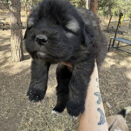 Aussiedoodle and Sarplaninac Puppies from Pesky Redneck Mini Ranch