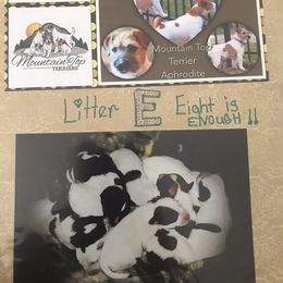 Beagle, Jack Russell Terrier, and Russell Terrier Puppies from Mountain Top