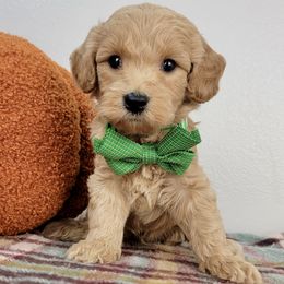 Harvest - Apricot male Goldendoodle puppy in Temecula, California from Oodles O'Doodles
