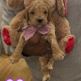Sweet Potato - Apricot female Goldendoodle puppy in Richmond, Texas from Harper’s Heartbeats