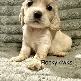Rocky - Cream male Cocker Spaniel puppy in Sumter, South Carolina from Cocker Eclipse In Home Kennel