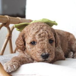 Poodle Puppies from Bruno & Co. Puppies