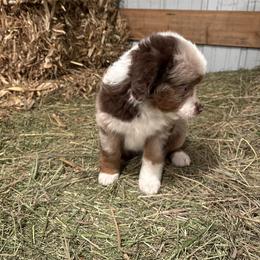 Miniature Australian Shepherd Puppies from Mid-Plains Mini Aussies