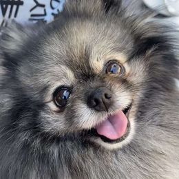 Teddie - Pomeranian