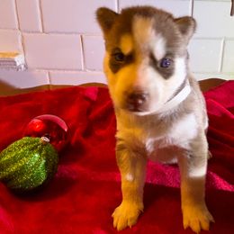 Siberian Husky Puppies from Hito's Huskies