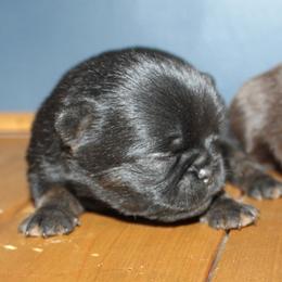 Boy 1 - Black and tan male Brussels Griffon puppy in Huntsville, Alabama from Tammy's Brussels
