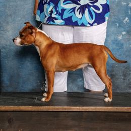 Tattle - Staffordshire Bull Terrier