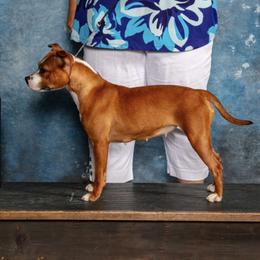 Tattle - Staffordshire Bull Terrier