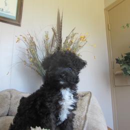 Vera Bradlee - Black and white female Aussiedoodle puppy in Warrensburg, Missouri from Booty Shaker Toy and Miniature Poodles and Aussies