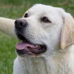 Blake - Labrador Retriever