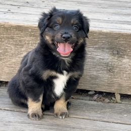 Miniature Australian Shepherd and Toy Australian Shepherd Puppies from Kickapoo Creek Toy & Mini Aussies