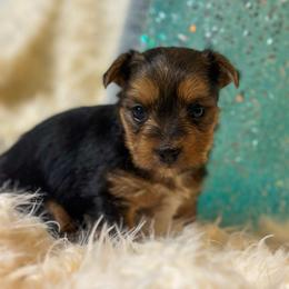 Lord Licorice - Chocolate and tan male Yorkshire Terrier puppy in Puyallup, Washington from Majestic Mtn Pups