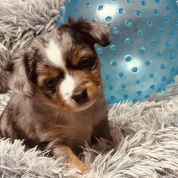 Girl 1 - Blue merle female Miniature Australian Shepherd puppy in Madisonville, Texas from Diamond R Aussies