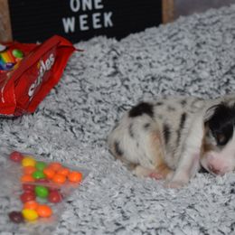 Australian Shepherd Puppies from Faith Built Ranch