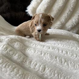 Flower ( tiny toy) - Apricot female Maltipoo puppy in Fredericktown, Missouri from Doodle Pups Fur-Ever