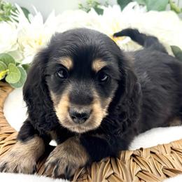 Ivan - Black and cream male Dachshund puppy in Exeter, California from Sawtooth Miniature Dachshunds