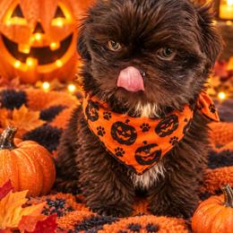 Hershey - Chocolate male Shih Tzu puppy in Vernon, Texas from Fru Fru's Shih Tzus