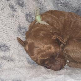 Teal girl - female Poodle puppy in Griswold, Connecticut from Flatrock Kennels of CT
