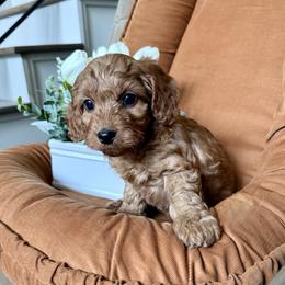 Easton - male Cavapoochon puppy in Lucas, Ohio from Apricot Lane Puppy