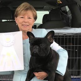 French Bulldogs and Weimaraners from Surreal French Bulldogs and Weimaraners