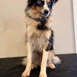 Rock - Toy Australian Shepherd