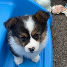 Saga ( Fluffy, Triple Clear) - Black and tan female Pembroke Welsh Corgi puppy in Scottown, Ohio from Wyndy Ridge Corgis