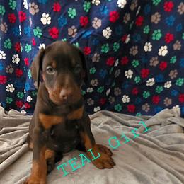 Teal - Red and rust female Doberman Pinscher puppy in Knox, Indiana from Double River Dobermans