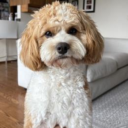 Cavalier King Charles Spaniel and Cavapoo All Grown Up from God Speed Paws