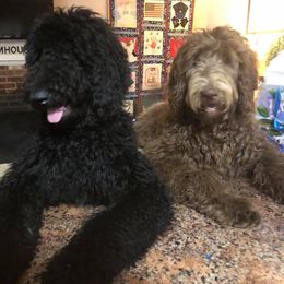 Labradoodles from Lavender Doodles